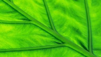 叶绿素是生命的活力