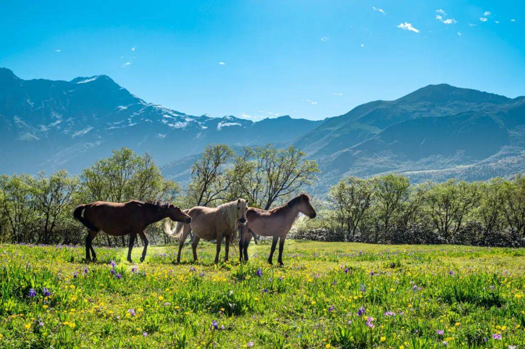 阿坝州|逃离40℃+，走！去阿坝州吹天然空调。
