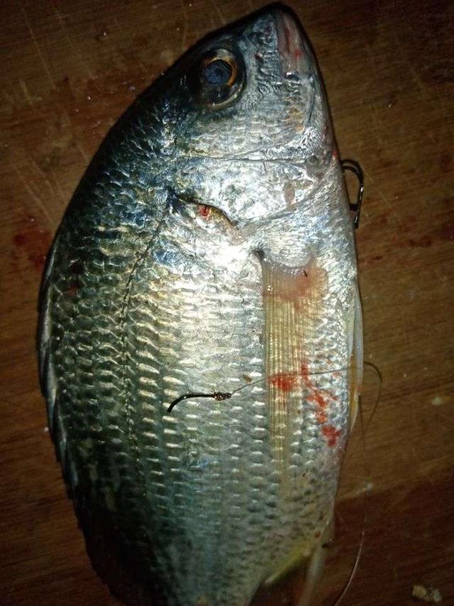 饵料|菜地解封第一战,黄鳍鲷来小爆护