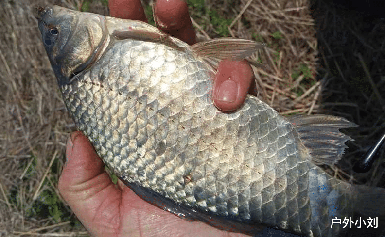 饵料|总结野钓的3大技巧,掌握了不空军