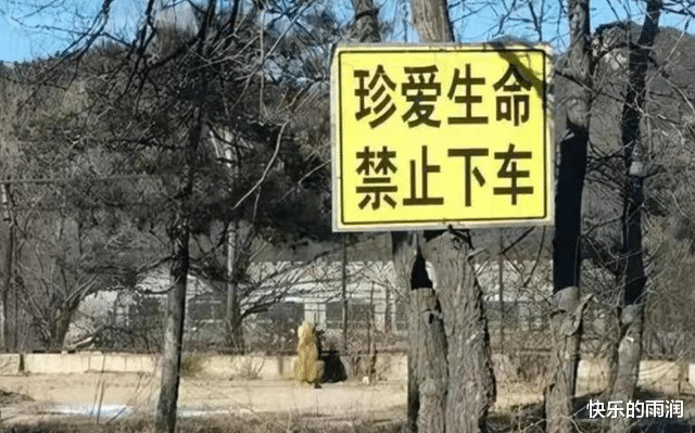 2016年八达岭老虎咬人案:幸存者索赔百万失败,因毁容无工作