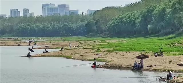 |湖北一河道露出河床，钓鱼佬和鸟儿都来了，网友：别让电工知道