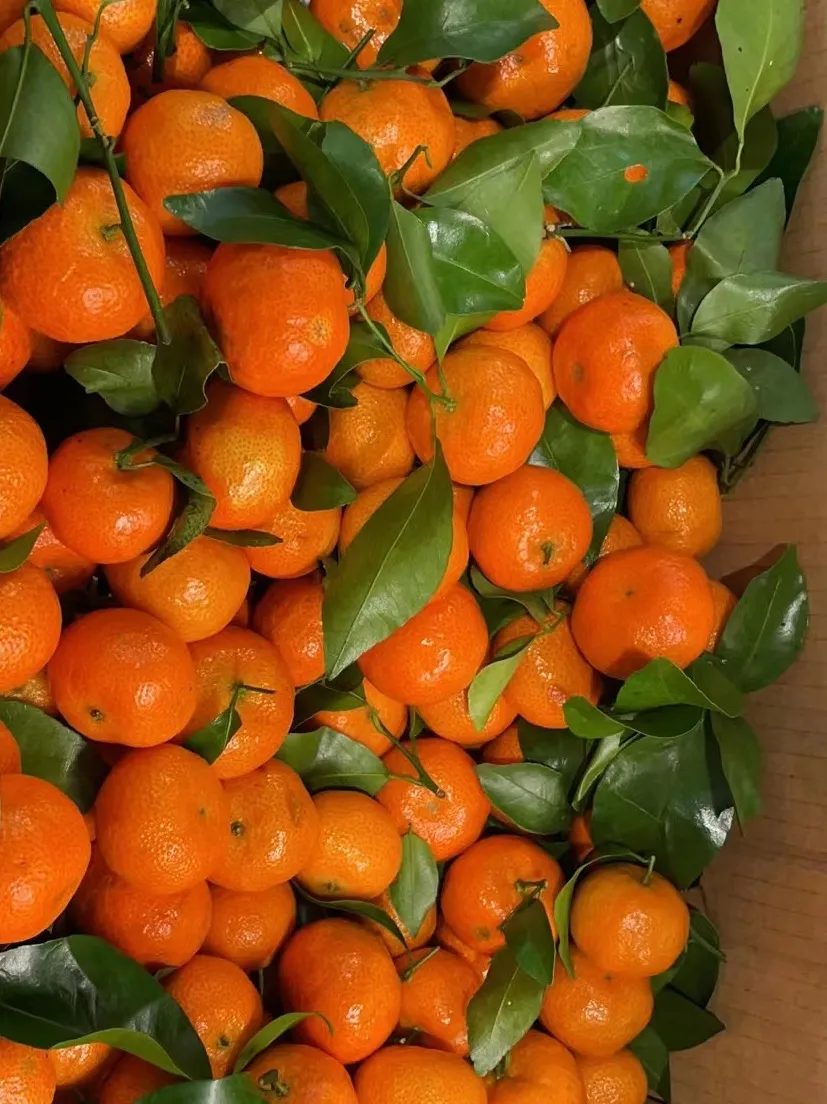 隔离|凯谛思上海办公室48小时隔离记