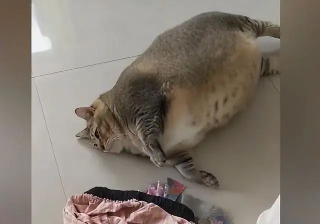 咱就是晚上少吃一顿饭不行吗？