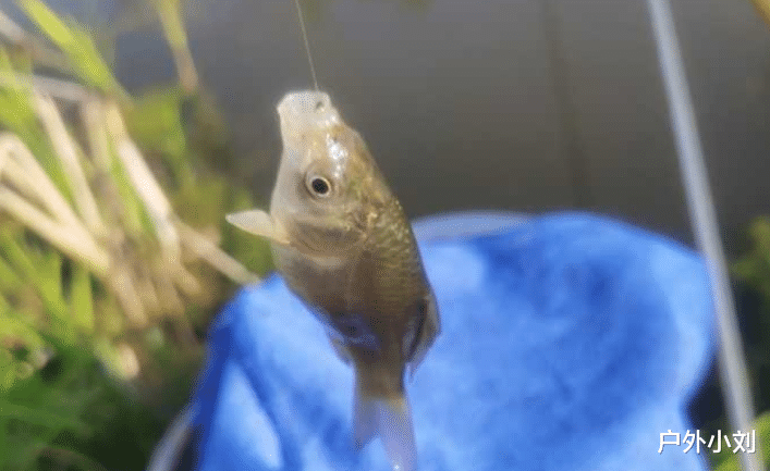 饵料|老钓友的经验,为新钓手铺平道路