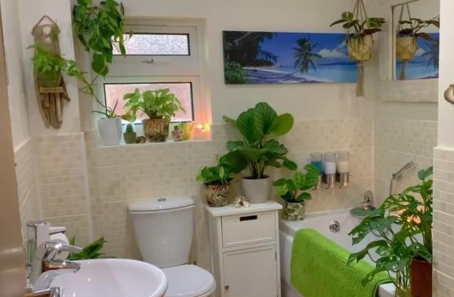 卫生间养啥花好?这“5种”,青翠繁茂,吸收湿气,空气自然清新