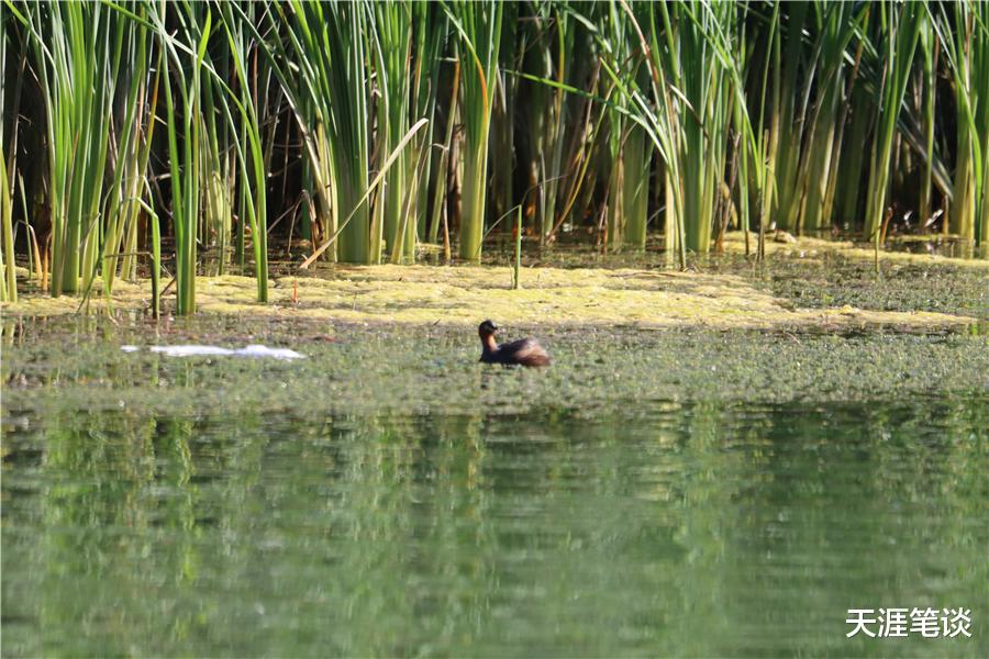 秦岭|这里美得令人心醉，风景撩人珍珠湖，铁路拱桥架南北