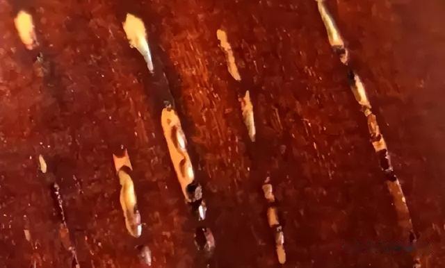 小叶紫檀|2023年小叶紫檀最全攻略