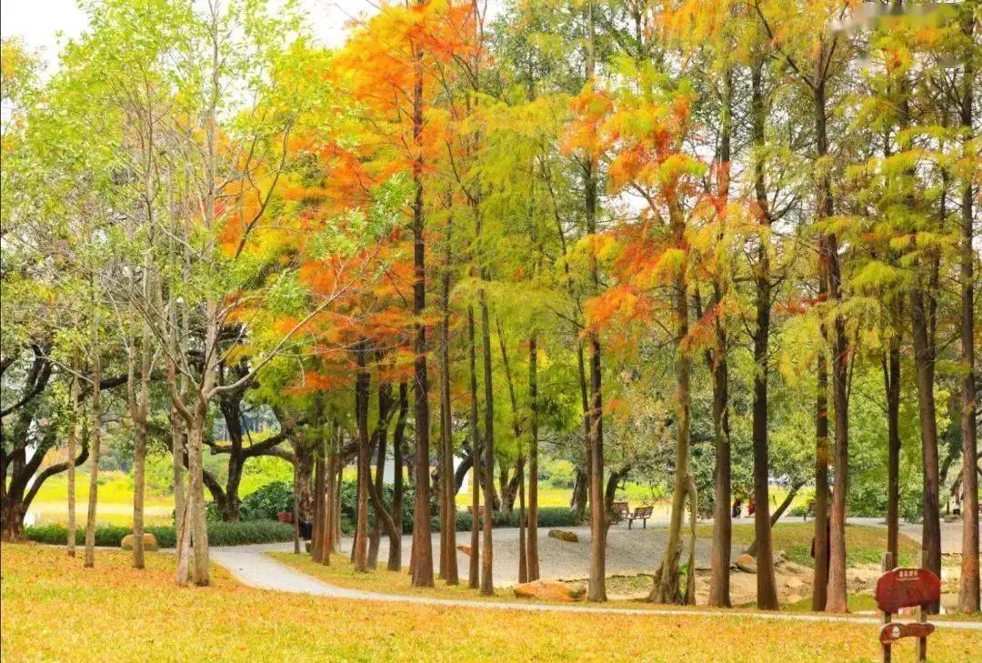 镰仓|深圳12月份游玩攻略，21个超美景点，周末出游好去处
