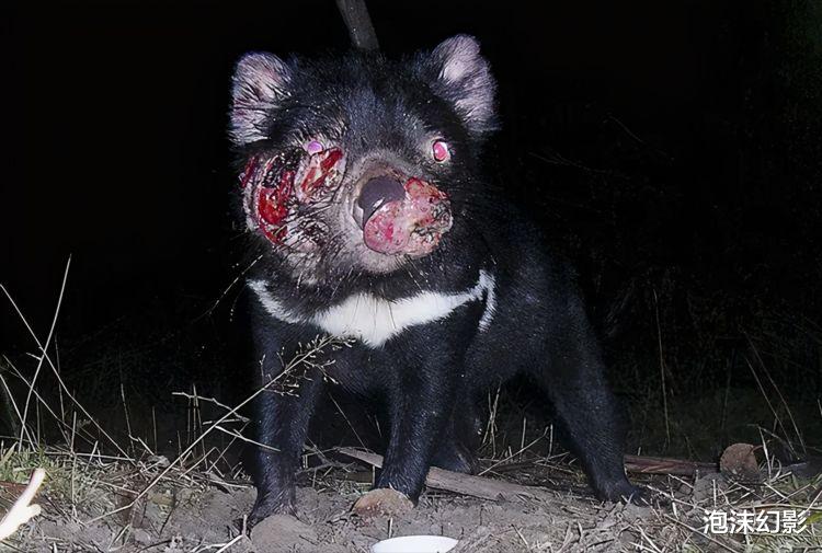 生咬生吃的残酷动物界,你绝对没有见过的动物捕食猎杀景象,壮哉