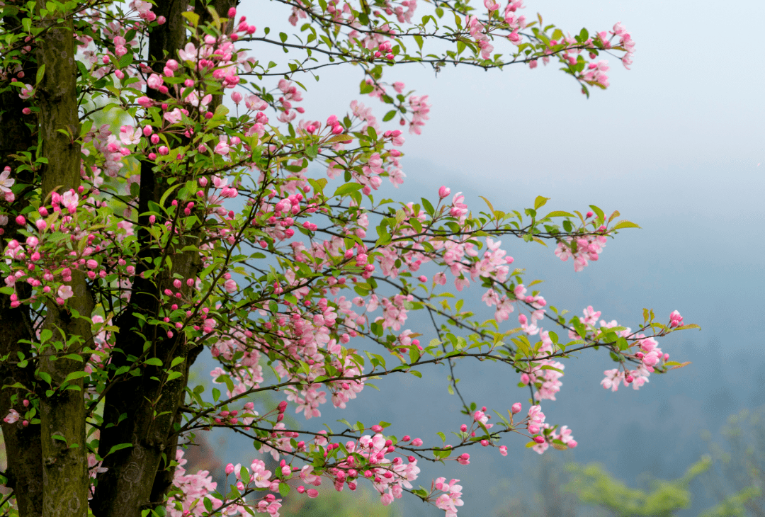 汶川|约起！花开十里，汶川最美“樱花季”浪漫来袭！