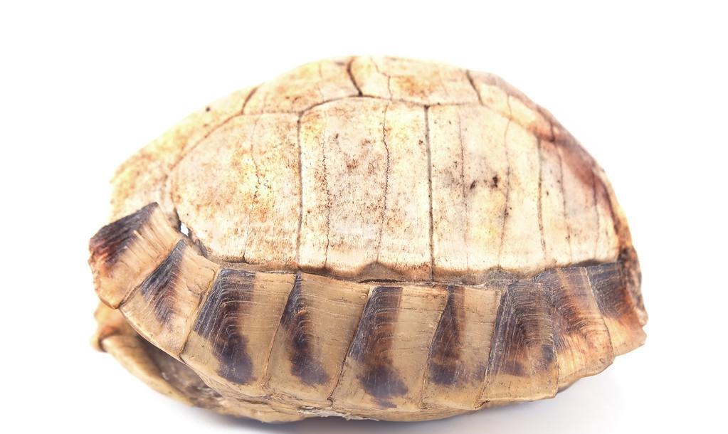 天秤座|同星座模式的职业选择，差距大？