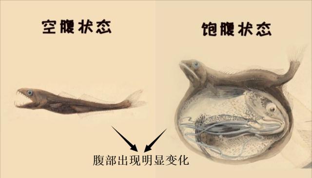 黑叉齿鱼：自然界恐怖的吞食者，能吞下比自身重10倍的猎物