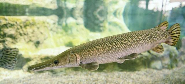 鳄雀鳝|鳄雀鳝的好日子到头了，云南钓鱼人3分钟钓一条，网友：有天敌了