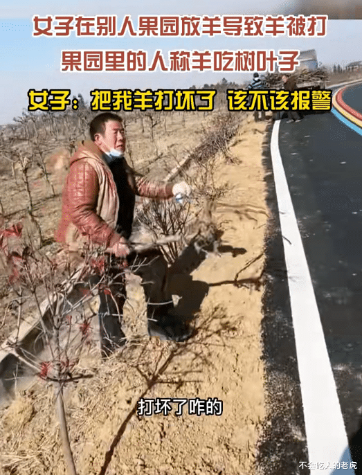 河南信阳:女子在别人果园里放羊,男子发现树叶被啃驱赶羊群,女子称把羊打坏要报警