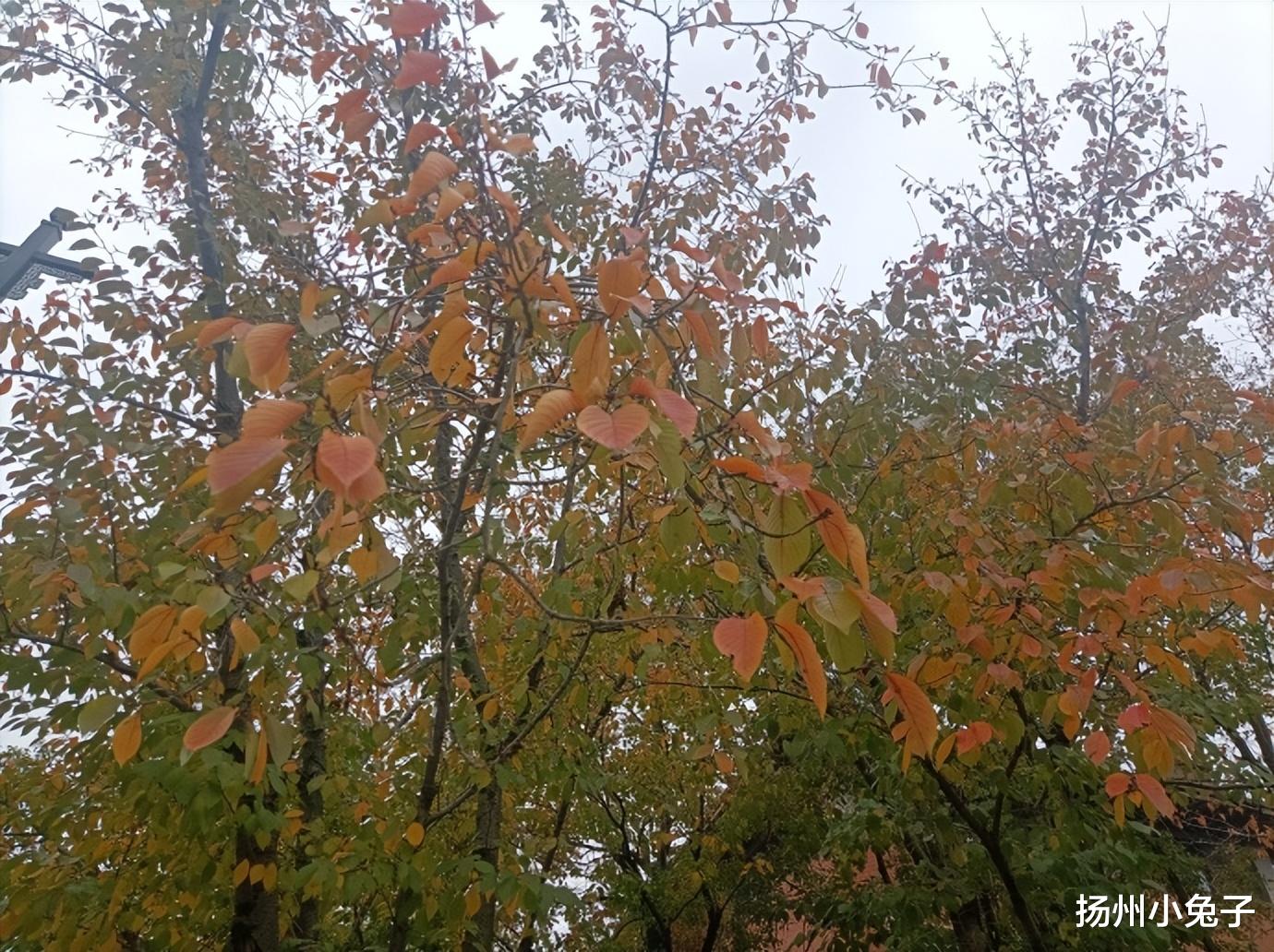 鉴真|鉴真大道的美,不止在樱花盛开季