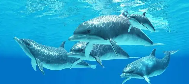 海豚“浑水摸鱼”的鼻祖,野外帮人类捕鱼