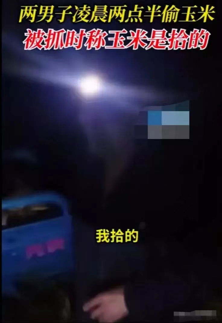 河北沧州，两男子半夜两点开车偷玉米，被逮到后说是捡的，事主：偷了十几亩