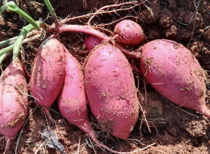 红薯|每天1粗粮竟是肝癌“催化剂”，肝胆主任：尽早停止食用这“1红薯”