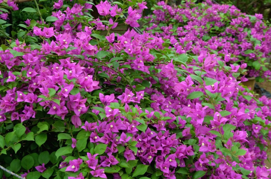 ?还在用淘米水和啤酒浇花？你out了！这个新的厨房“生根水”生根效果一流