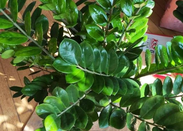 客厅养树选这款“树”,不挑剔好养活,进门就可呼吸到干净空气