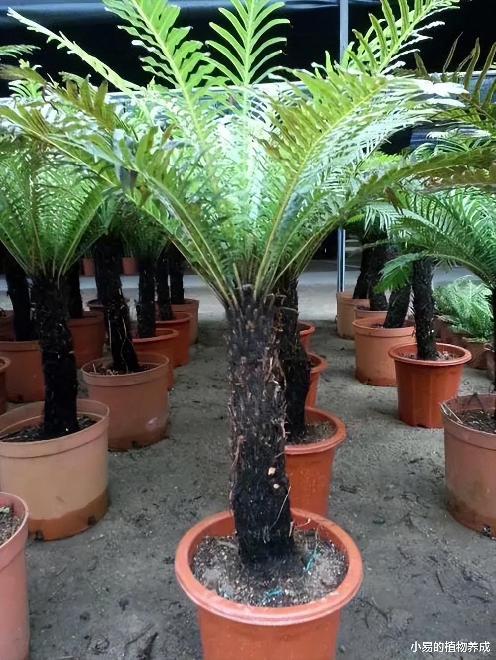 白象|其实,更推荐办公室里养的几种“盆栽”,养起来简单,还有妙用