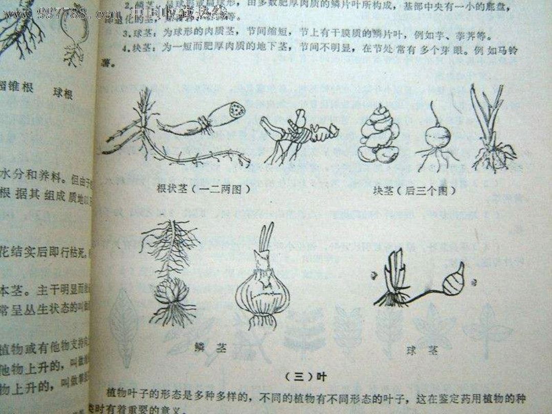 中华本草|著名中医宋立人,编写的《中华本草》被誉为“当代《本草纲目》”