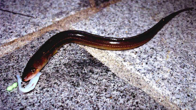 鳗鱼|海钓鳗鱼选择夜钓是关键「 日本专业海钓入门防波堤钓书籍 」