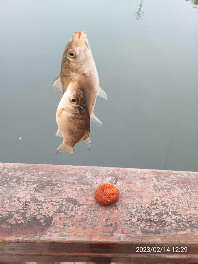 |【钓鱼之家虾粉】昨日鱼口稀少,今日连杆不断,虾粉助力收获满满