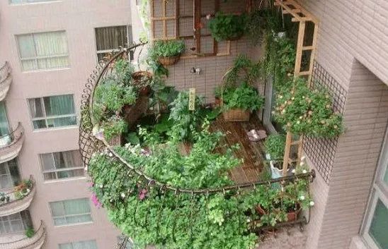 在自家阳台种满了植物,心里乐开花,发业主群邻居却“炸开了锅”