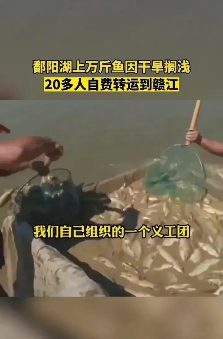 救鱼!鄱阳湖上万斤鱼搁浅,20多人自费转运 网友:这是最后的希望