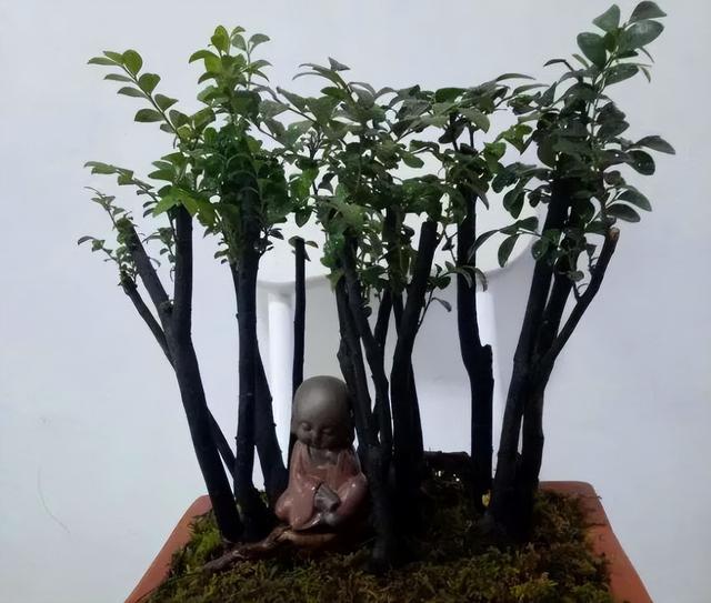 古董|小叶紫檀盆景,抗寒耐旱,打理简单易成活,放在家中寓意好