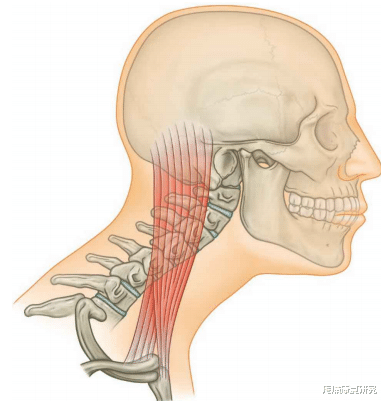 运动|肌肉失衡模式的经典动作评估与分析