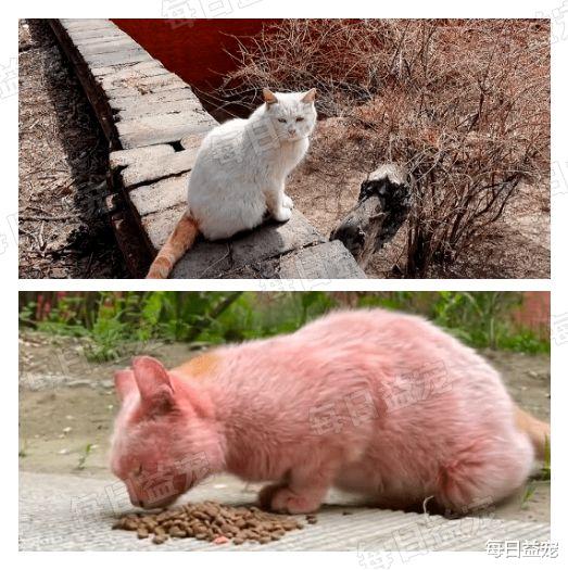 因世界杯爆火的足球猫，长得太球里球气了！网友质疑主人染色