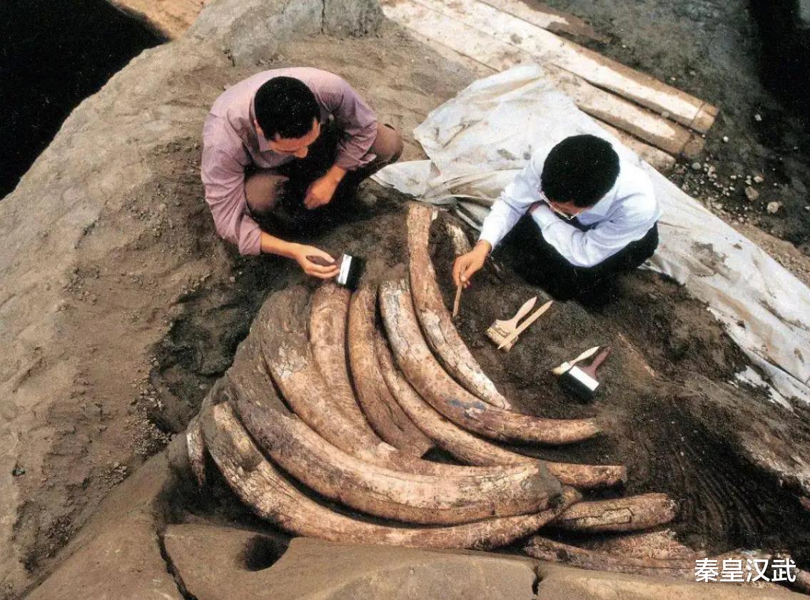 考古:三星堆人到底什么来头,为何商朝一亡就埋掉所有国宝?