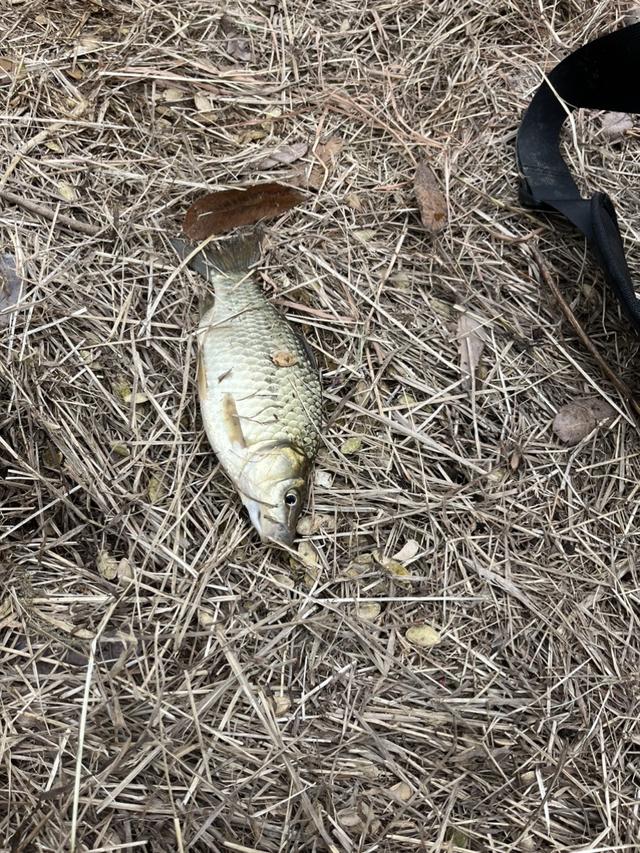 |新年新气象，河沟里的大板鲫