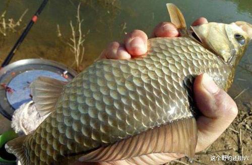 |冬季饵料如何使用效果好？教你搭配开出好状态，鲫鱼越钓越过瘾！