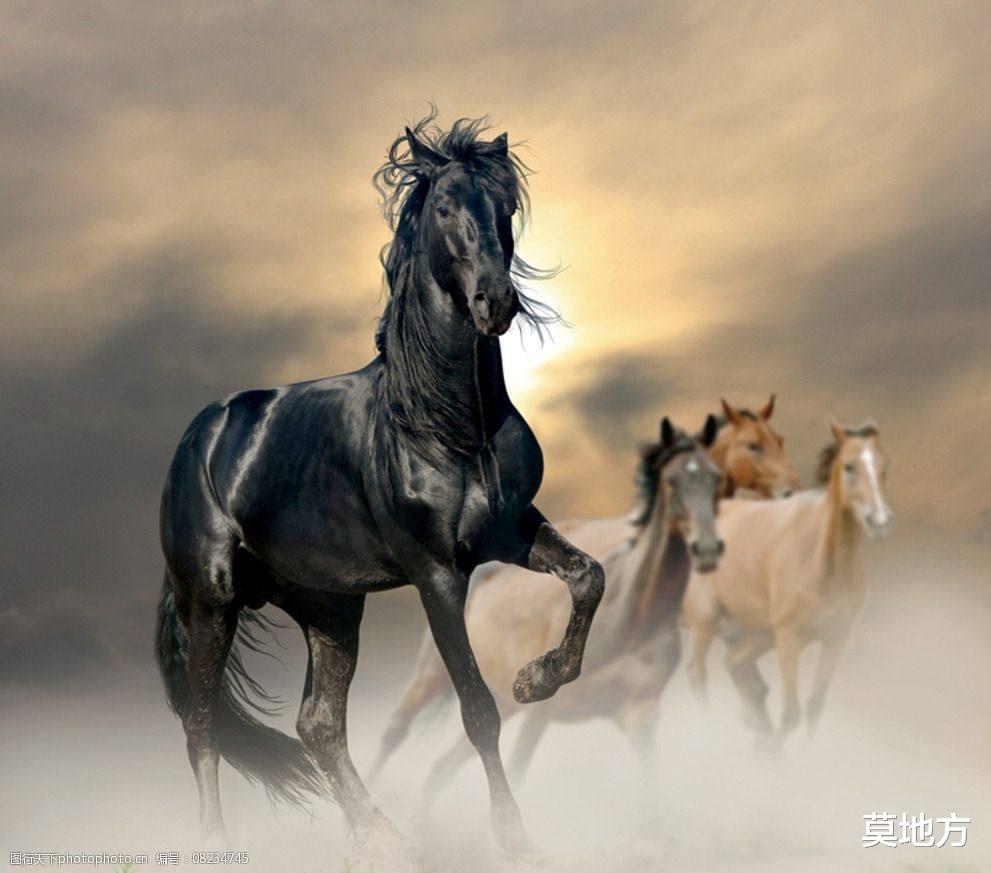 北京市|到内蒙古看到草原上有很多马匹在吃草，问下现在养马的用途是什么？