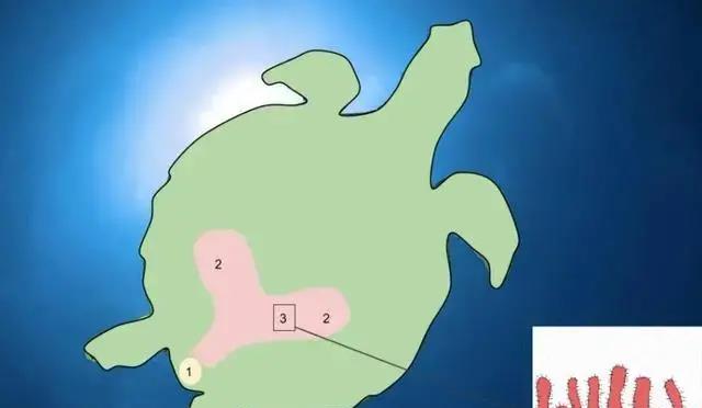 海龟真的可以用屁股呼吸吗?科学家:“龟息大法”的真谛