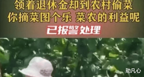 河北老人组团偷菜,引发全网众怒:你倚老卖老的样子,真丑!