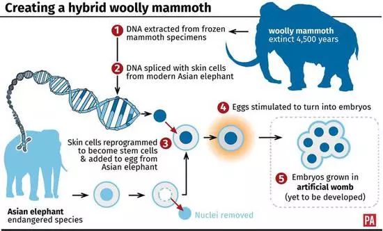 美国科学家要复活猛犸象,首批象崽将在北极放生,可能实现吗?