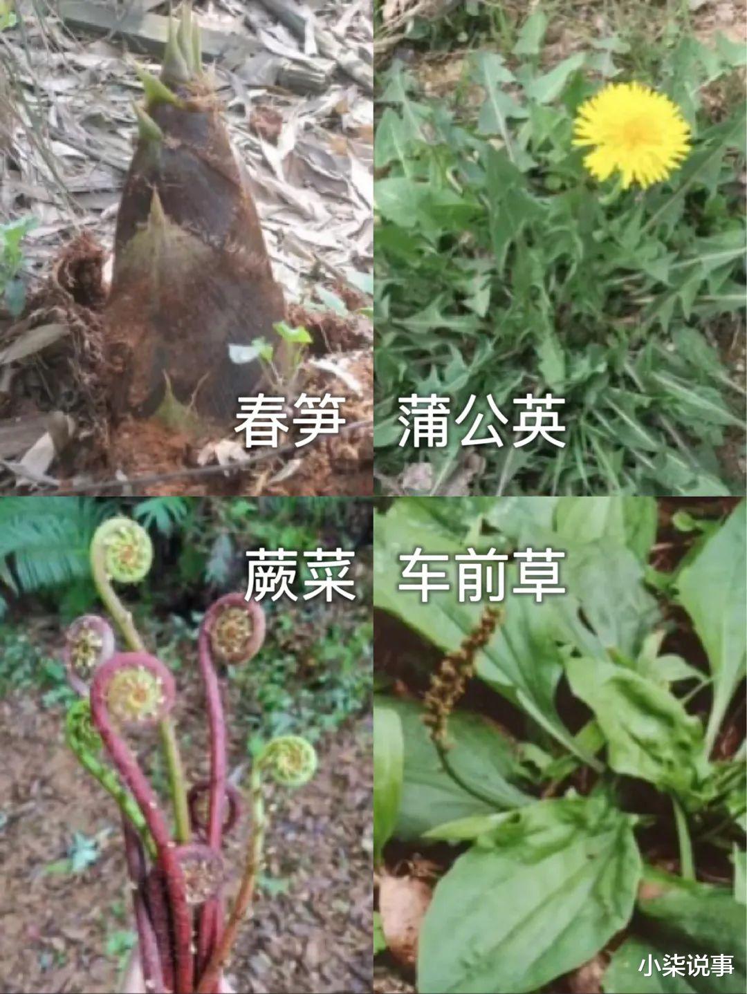 恋爱脑|4分烂剧女主，突然火成了“劝退恋爱脑”大师