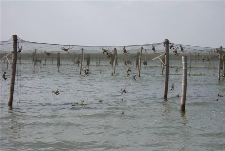 洪泽湖|洪泽湖退水出现砖块和绳索，网友疑似拋沉尸骨，却是钓鱼人打窝？