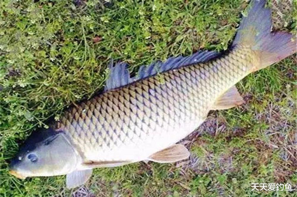 |5条实用钓鱼冷知识,全知道的必定是个高手