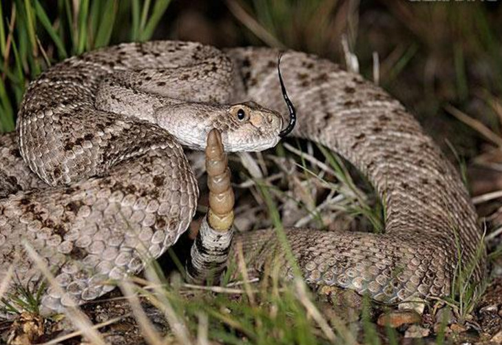 地球上最怪异的蛇，死后一小时还可以咬人致死！
