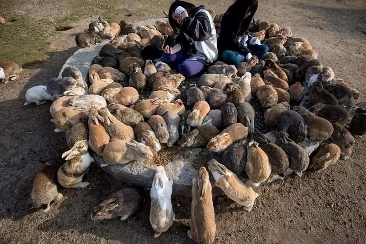 澳大利亚野兔成灾，体重达百斤，为何没人吃？当地人：吃不了