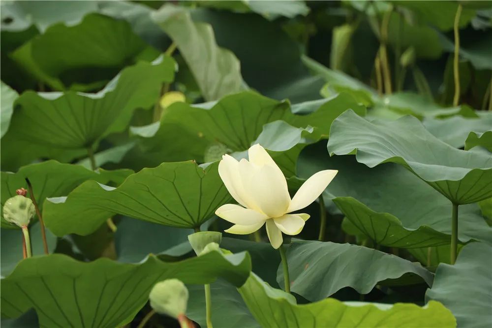 |别错过这一抹荷塘秋色