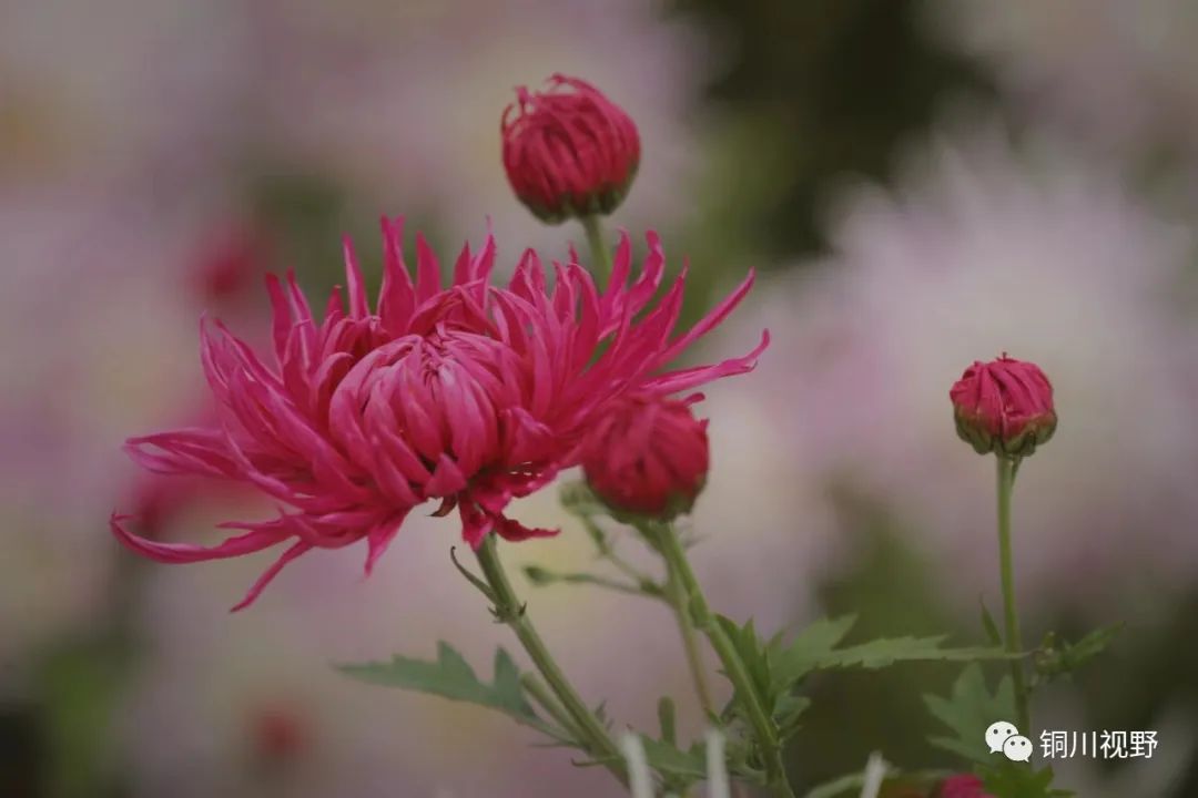 铜川|五彩缤纷的菊花【摄影铜川刘玉香】