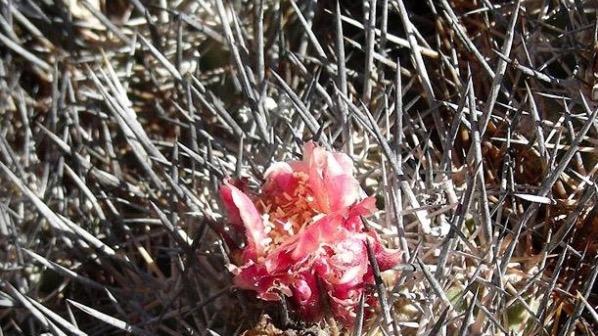 细说龙爪球属（第四十五季 神针玉 ）