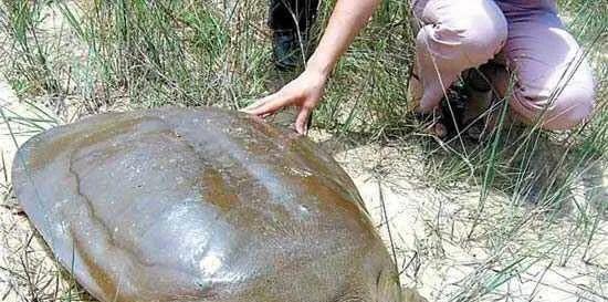 |云南大叔钓到18斤重的大王八，有人愿意高价买被拒绝，大叔却放生